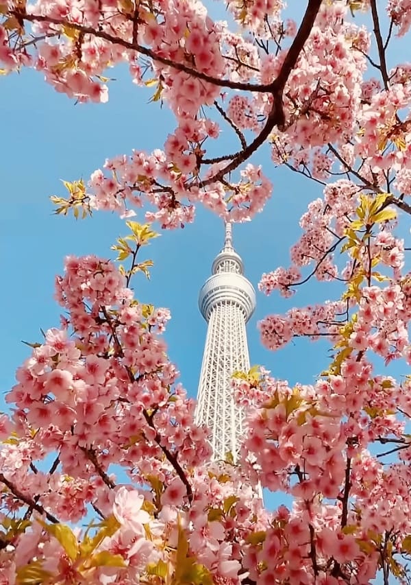 cherry blossom Tokyo