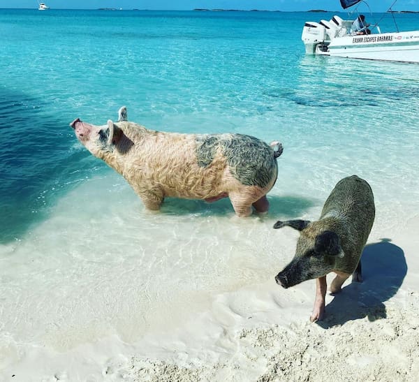 Bahamas pigs
